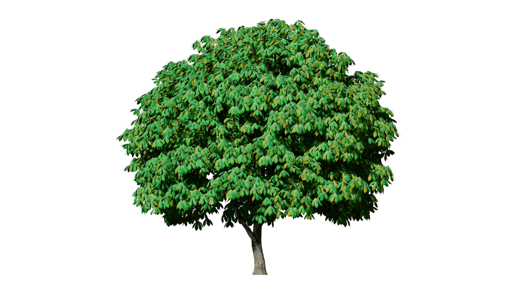 Beautiful 3D Trees Isolated on PNGs transparent background , Use for visualization in architectural design or garden decorate
