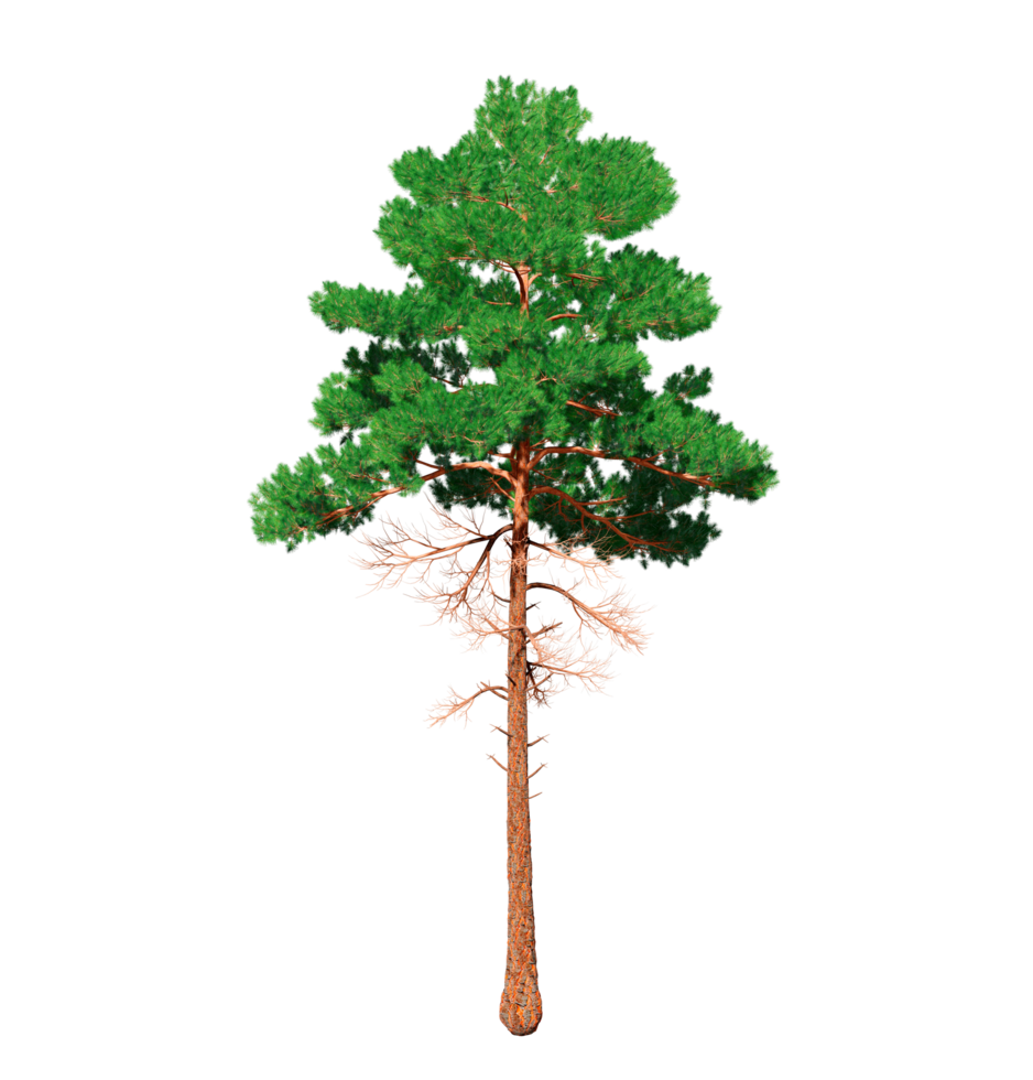 Beautiful 3D Trees Isolated on PNGs transparent background , Use for visualization in architectural design or garden decorate