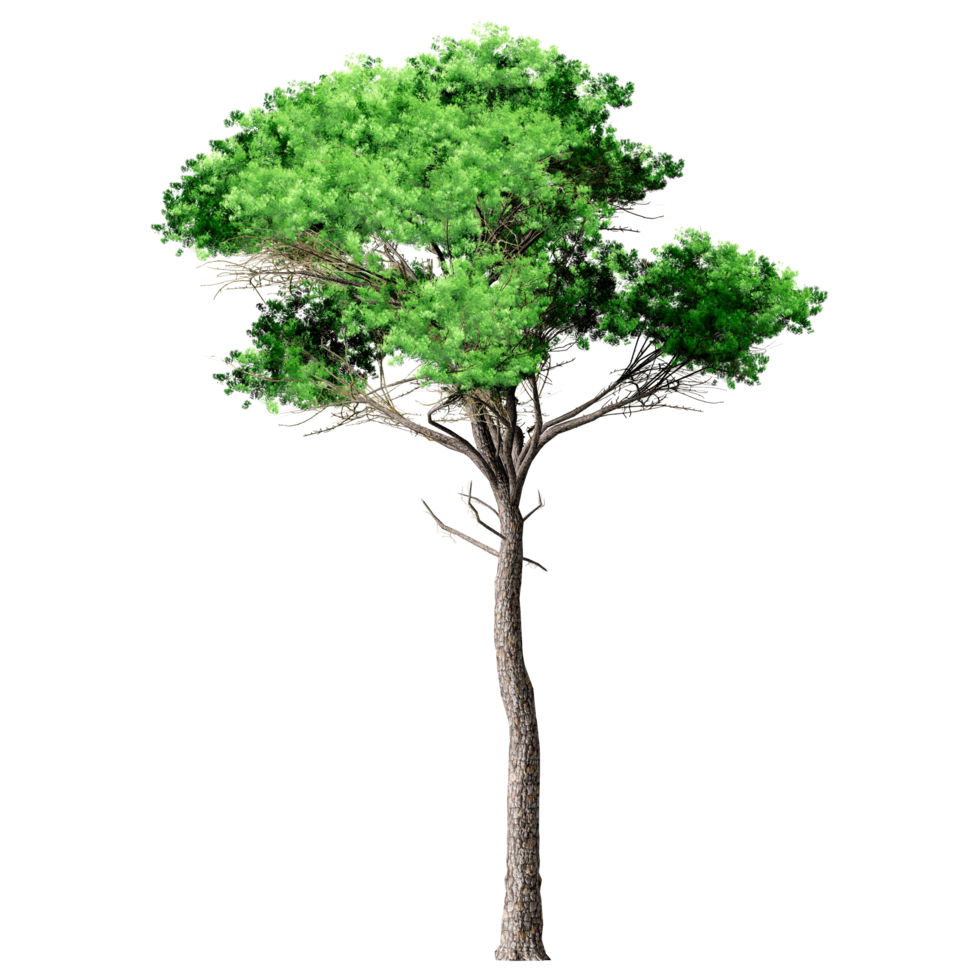 Beautiful 3D Trees Isolated on PNGs transparent background , Use for visualization in architectural design or garden decorate