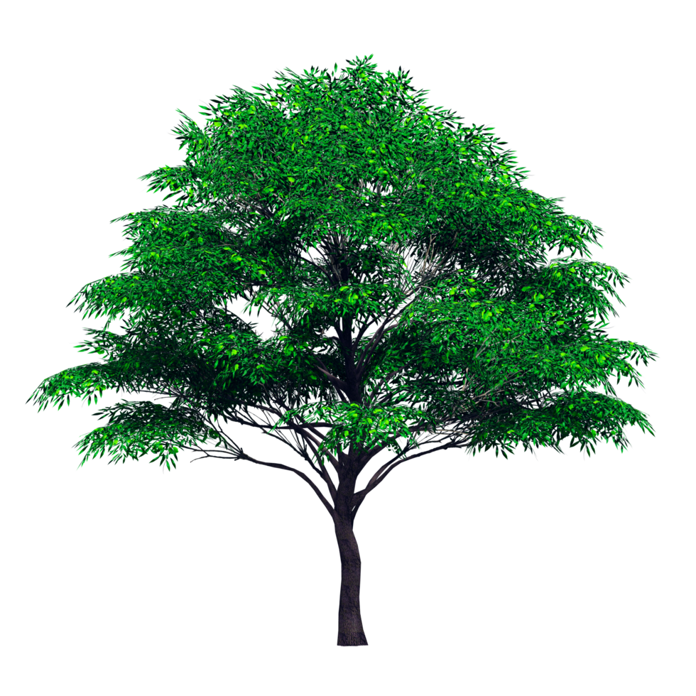 Beautiful 3D Trees Isolated on PNGs transparent background , Use for visualization in architectural design or garden decorate