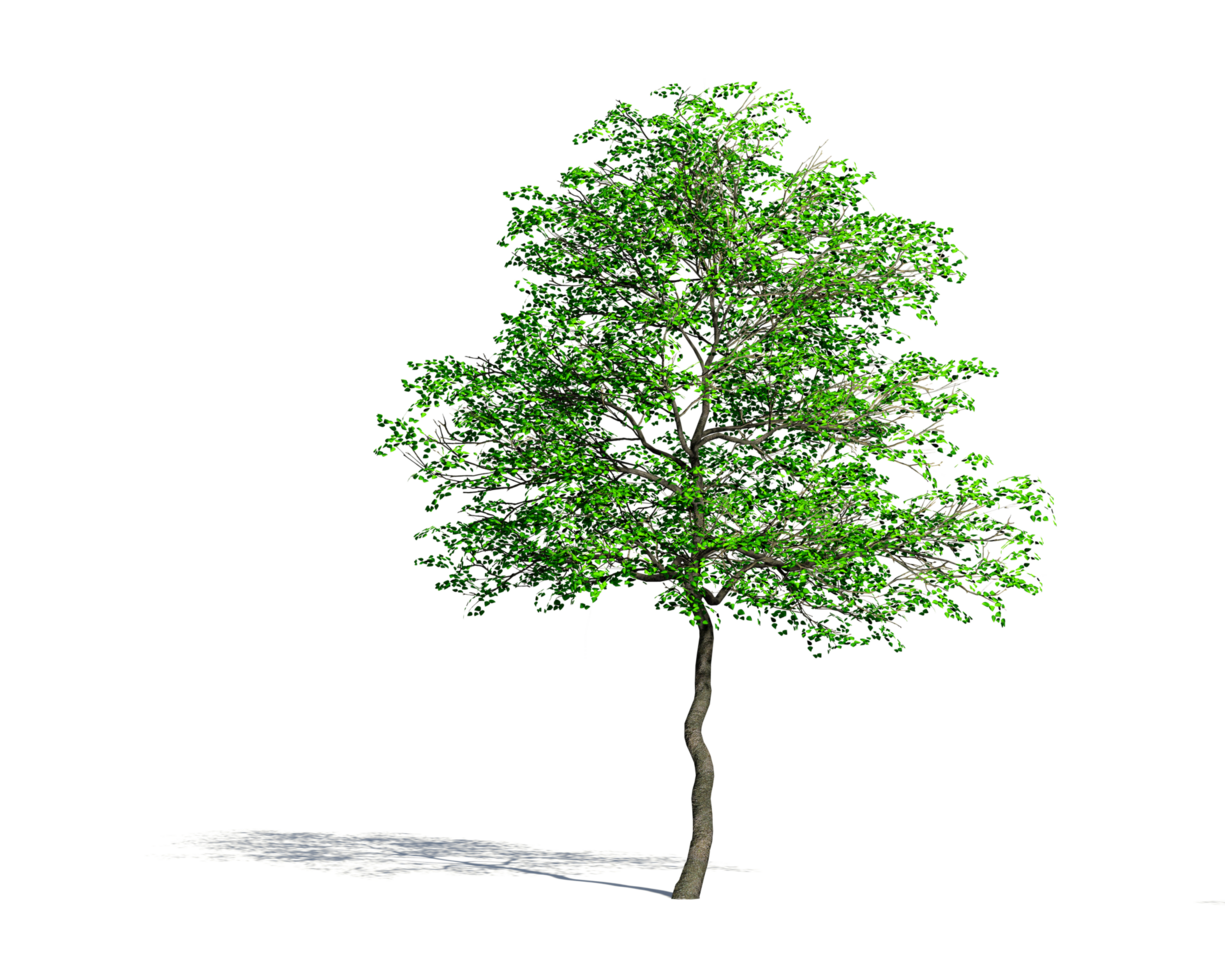 Beautiful 3D Trees Isolated on PNGs transparent background , Use for visualization in architectural design or garden decorate