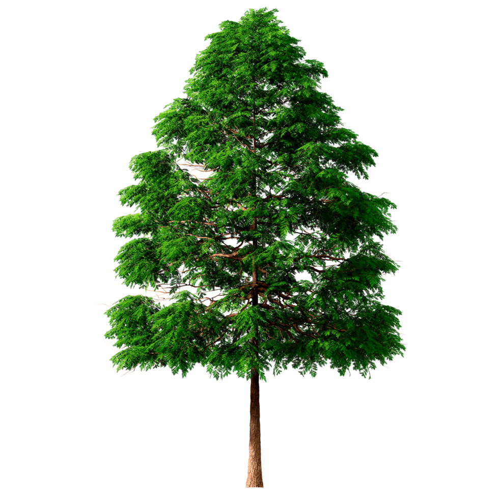 Beautiful 3D Trees Isolated on PNGs transparent background , Use for visualization in architectural design or garden decorate