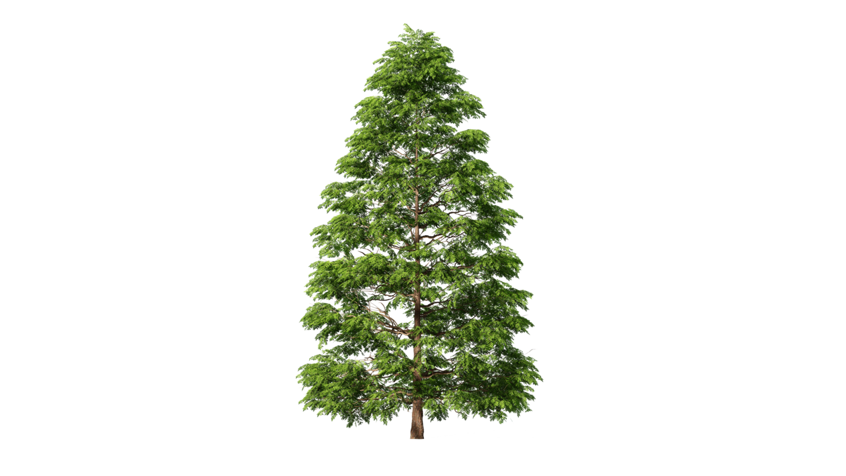 bellissimo 3d alberi isolato su png trasparente sfondo , uso per visualizzazione nel architettonico design o giardino decorare