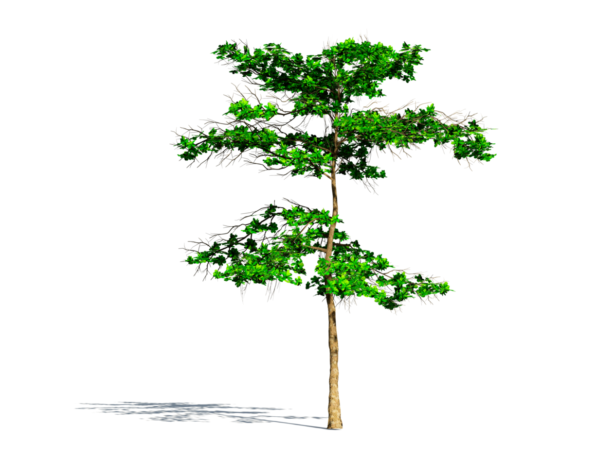 Beautiful 3D Trees Isolated on PNGs transparent background , Use for visualization in architectural design or garden decorate