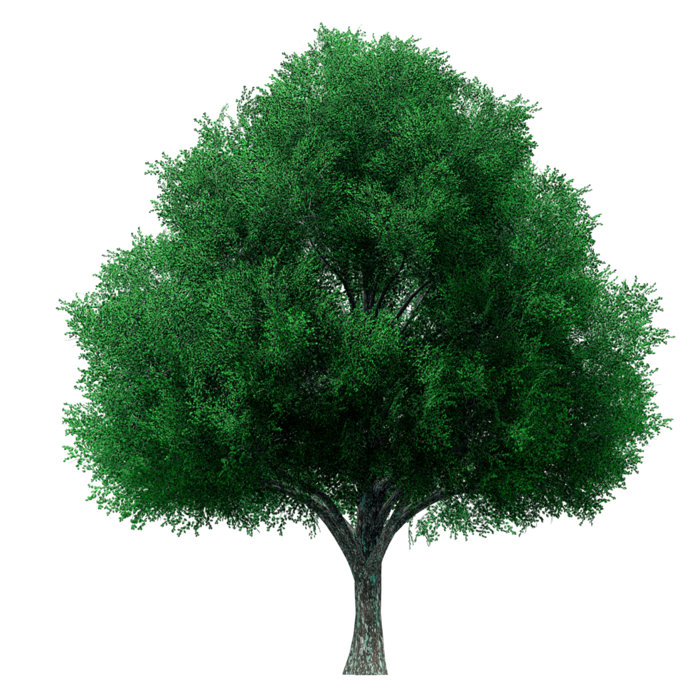 Beautiful 3D Trees Isolated on PNGs transparent background , Use for visualization in architectural design or garden decorate