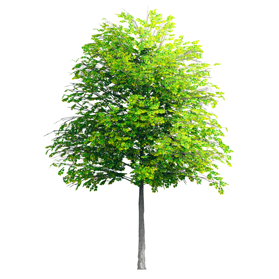 Beautiful 3D Trees Isolated on PNGs transparent background , Use for visualization in architectural design or garden decorate