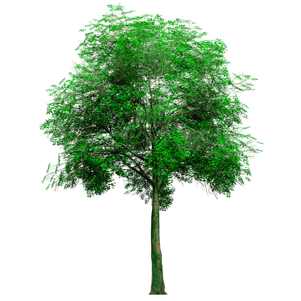 Beautiful 3D Trees Isolated on PNGs transparent background , Use for visualization in architectural design or garden decorate