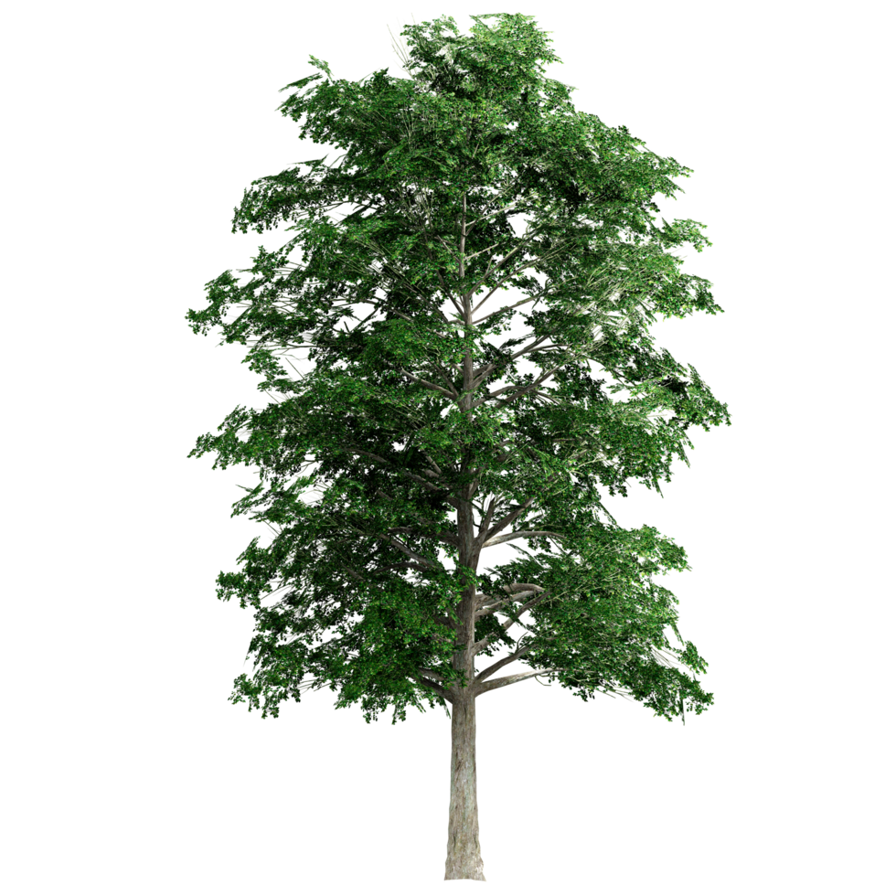 skön 3d träd isolerat på pngs transparent bakgrund , använda sig av för visualisering i arkitektonisk design eller trädgård dekorera