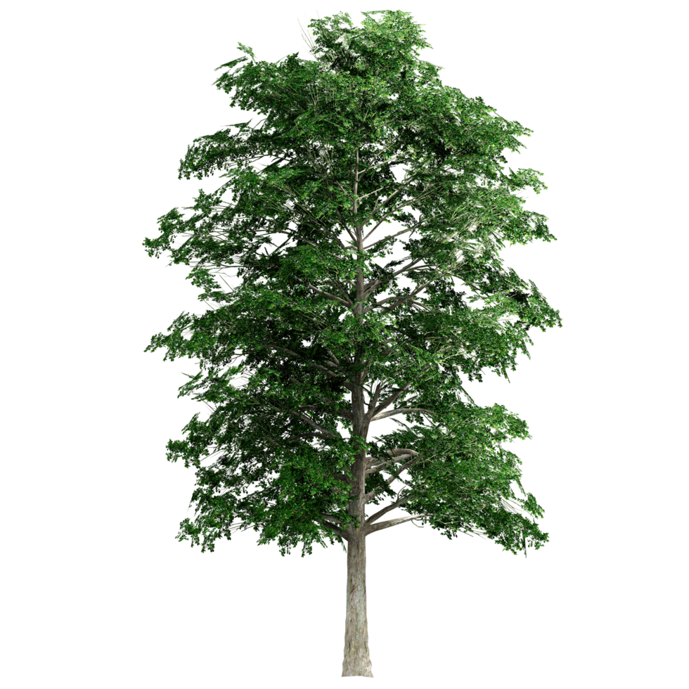 bellissimo 3d alberi isolato su png trasparente sfondo , uso per visualizzazione nel architettonico design o giardino decorare