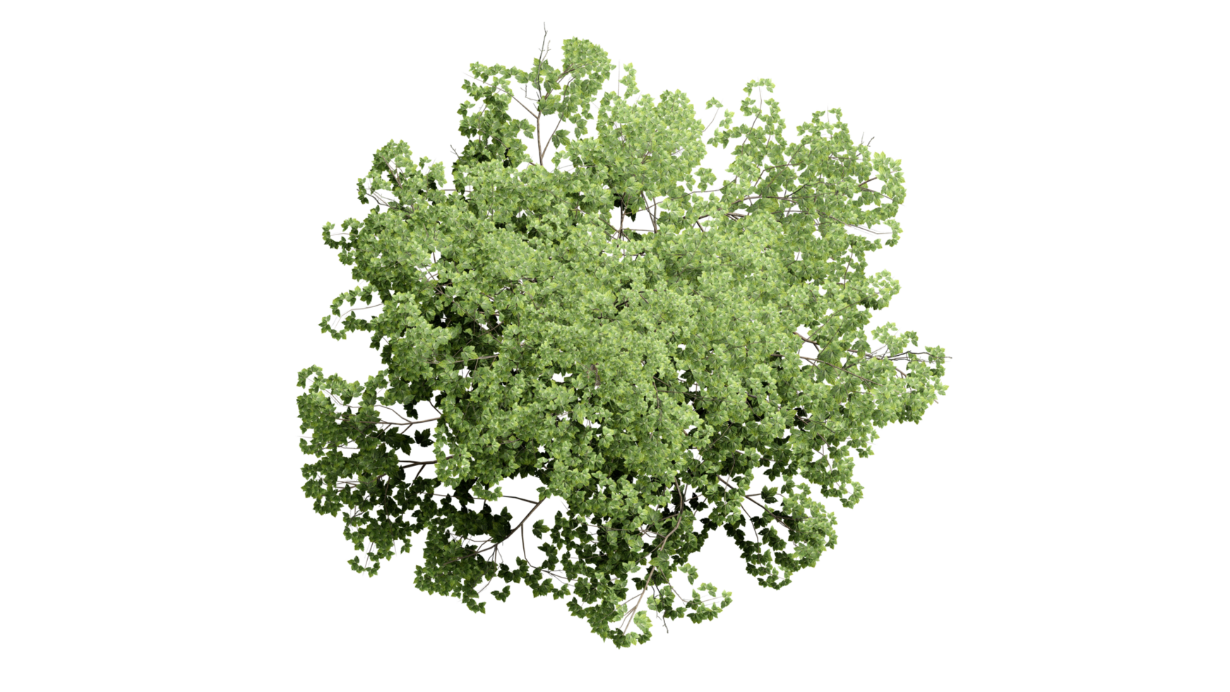 3D Top view Green Trees Isolated on PNGs transparent background , Use for visualization in architectural design or garden decorate