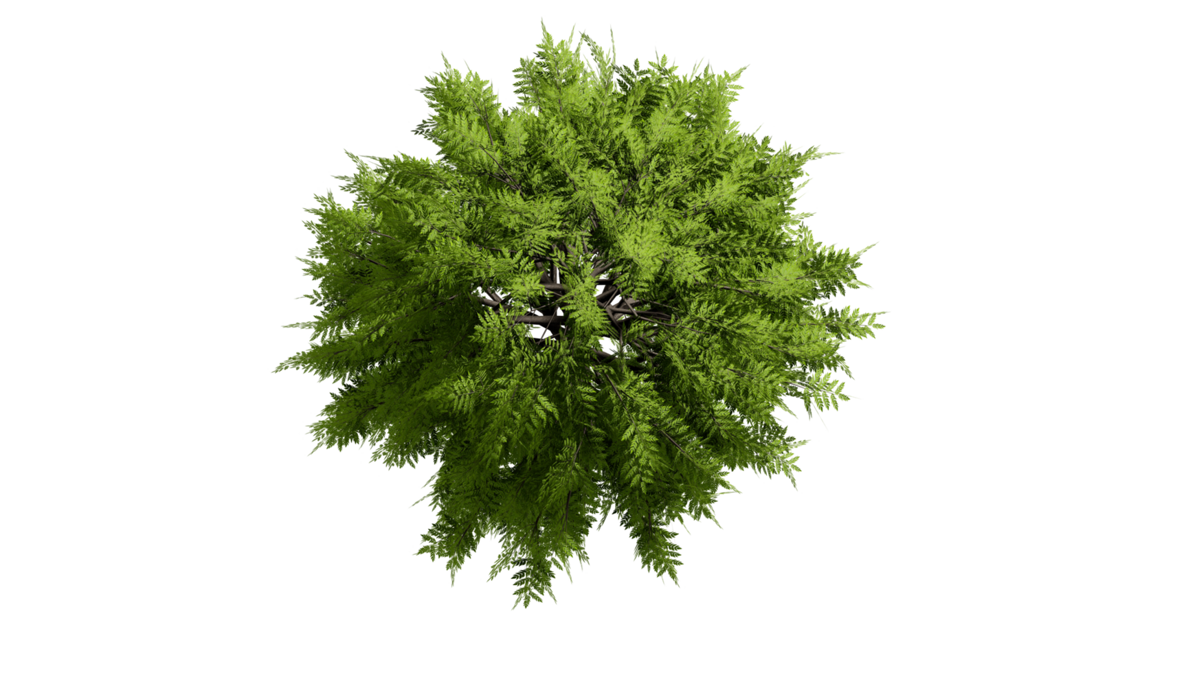 3D Top view Green Trees Isolated on PNGs transparent background , Use for visualization in architectural design or garden decorate
