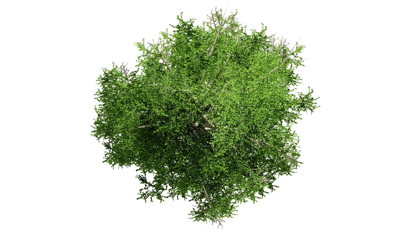 3D Top view Green Trees Isolated on PNGs transparent background , Use for visualization in architectural design or garden decorate