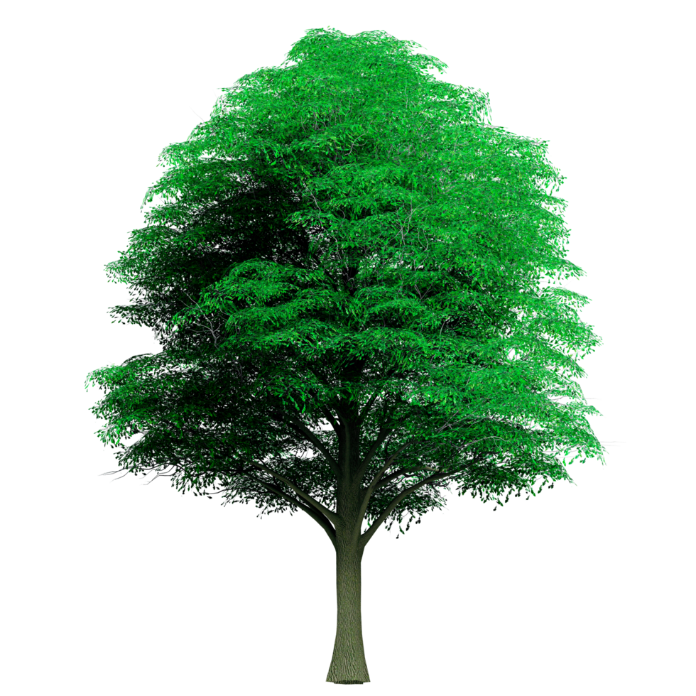 Beautiful 3D Trees Isolated on PNGs transparent background , Use for visualization in architectural design or garden decorate