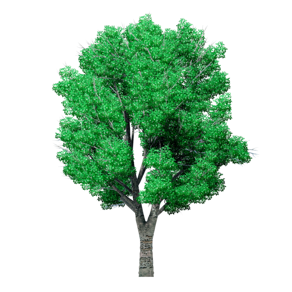 Beautiful 3D Trees Isolated on PNGs transparent background , Use for visualization in architectural design or garden decorate