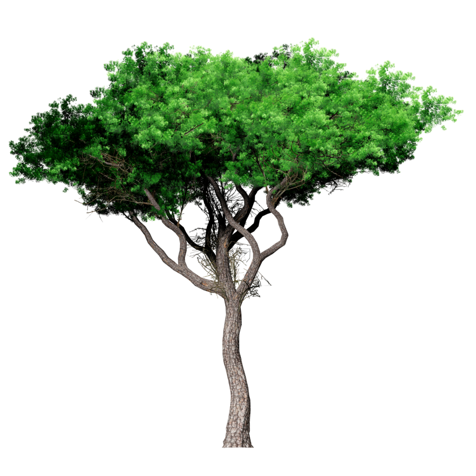 Beautiful 3D Trees Isolated on PNGs transparent background , Use for visualization in architectural design or garden decorate