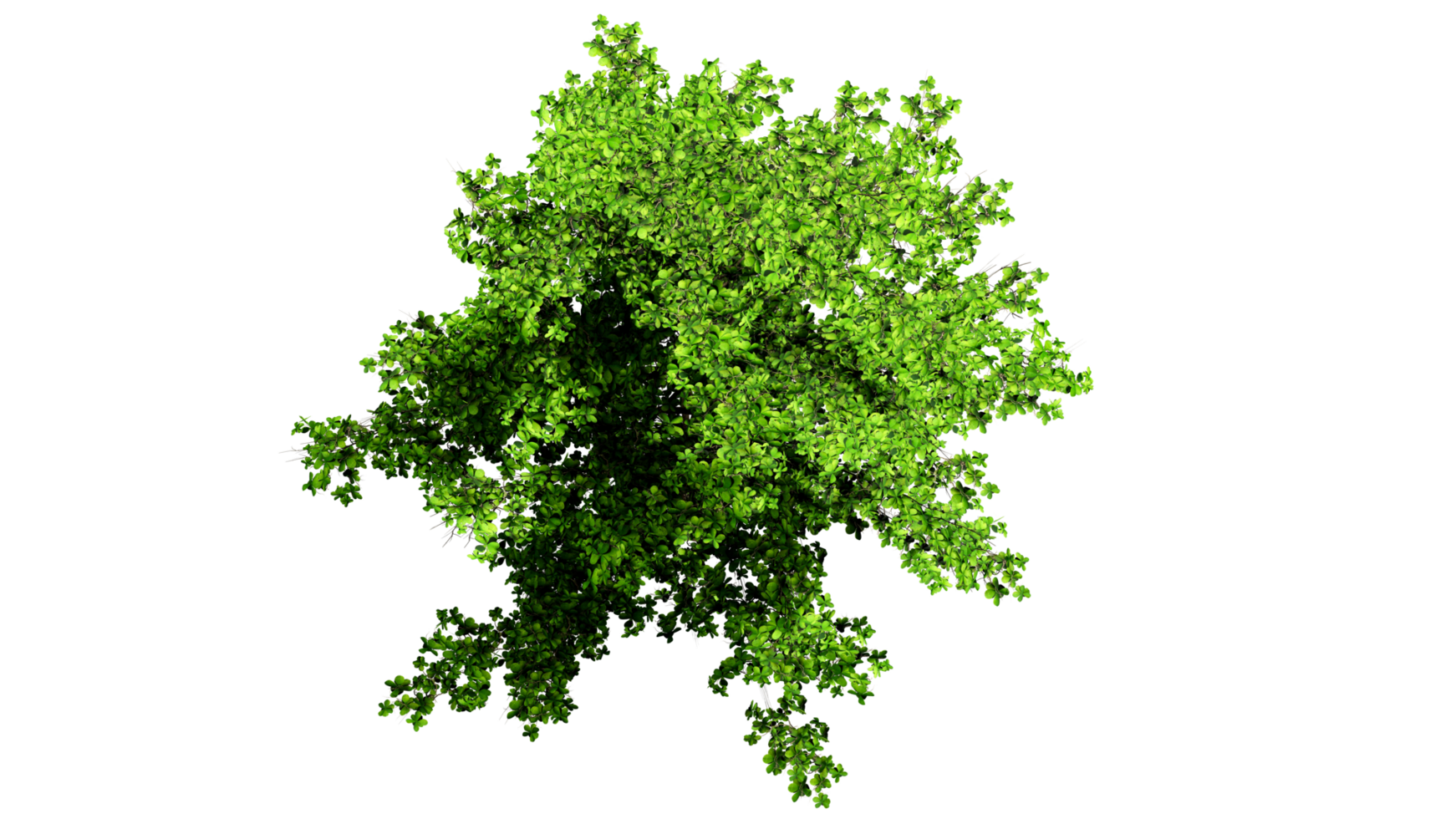 3D Top view Green Trees Isolated on PNGs transparent background , Use for visualization in architectural design or garden decorate