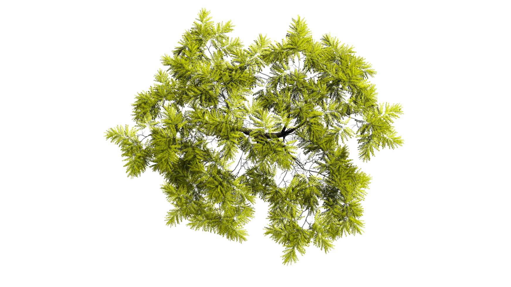3D Top view Green Trees Isolated on PNGs transparent background , Use for visualization in architectural design or garden decorate