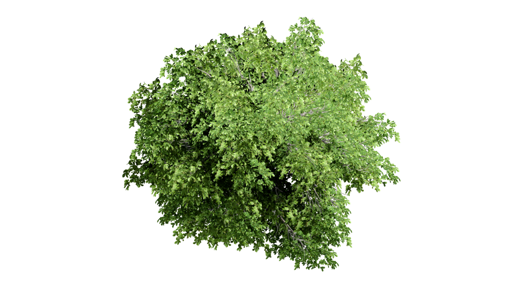3D Top view Green Trees Isolated on PNGs transparent background , Use for visualization in architectural design or garden decorate