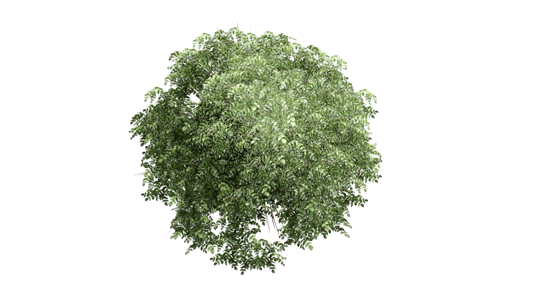 3D Top view Green Trees Isolated on PNGs transparent background , Use for visualization in architectural design or garden decorate