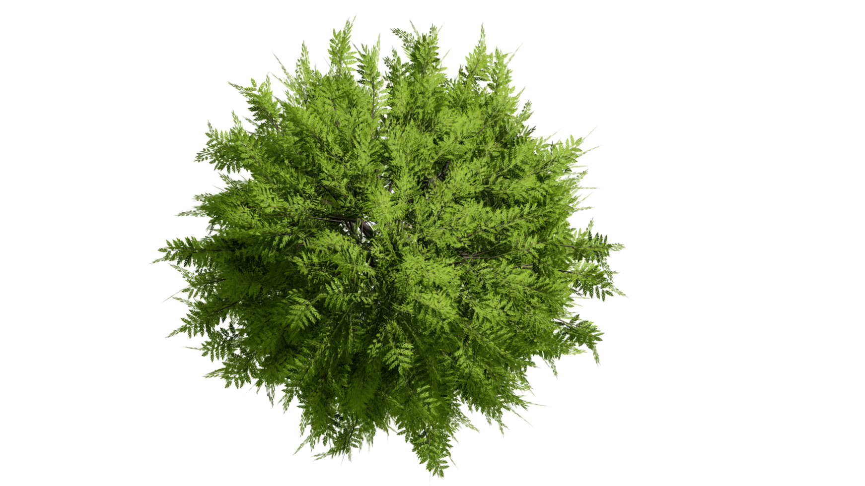 3D Top view Green Trees Isolated on PNGs transparent background , Use for visualization in architectural design or garden decorate