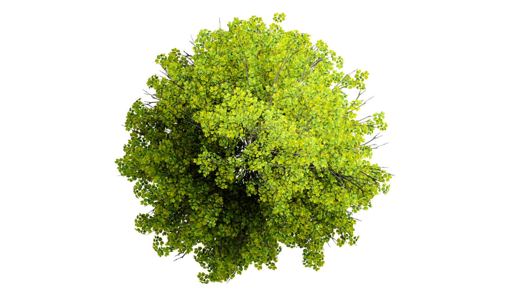 3D Top view Green Trees Isolated on PNGs transparent background , Use for visualization in architectural design or garden decorate