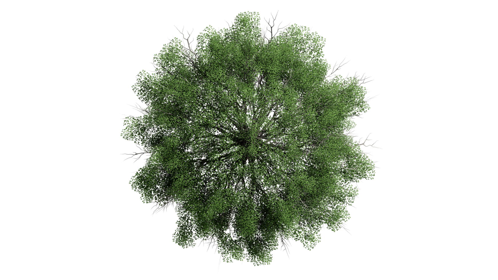 3D Top view Green Trees Isolated on PNGs transparent background , Use for visualization in architectural design or garden decorate