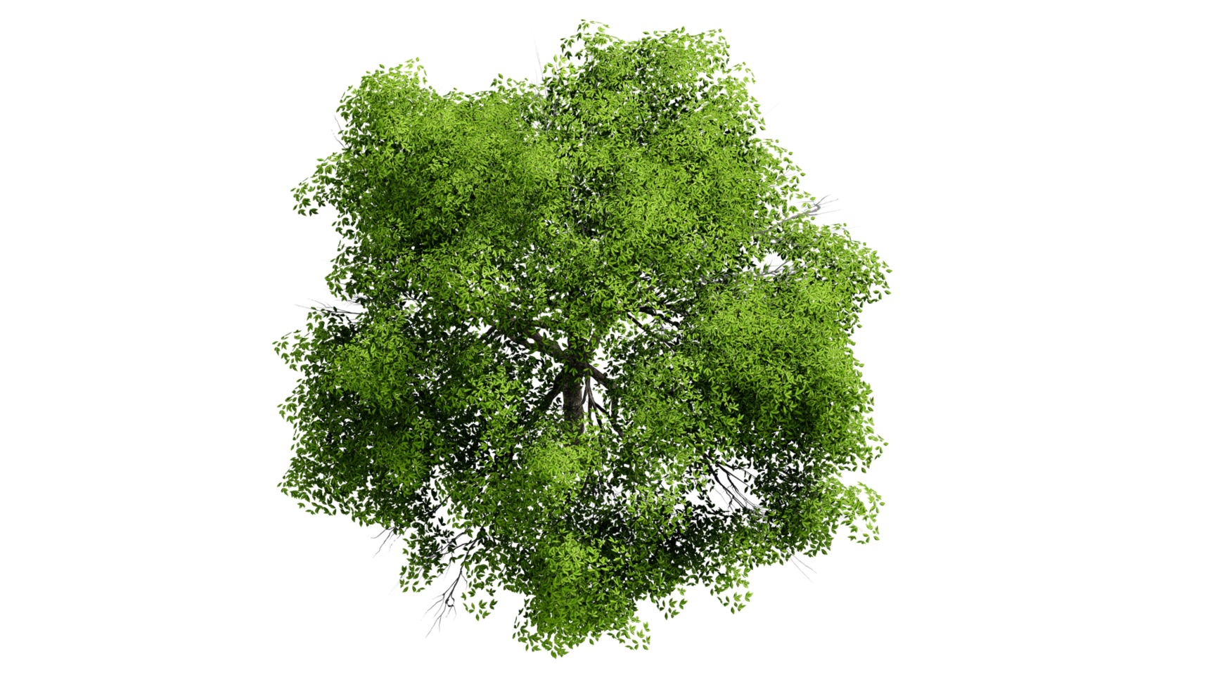 3D Top view Green Trees Isolated on PNGs transparent background , Use for visualization in architectural design or garden decorate