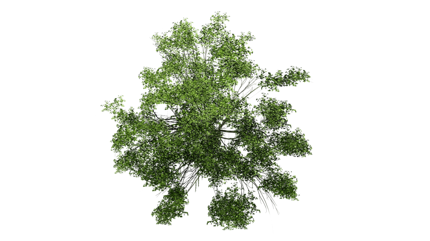 3D Top view Green Trees Isolated on PNGs transparent background , Use for visualization in architectural design or garden decorate