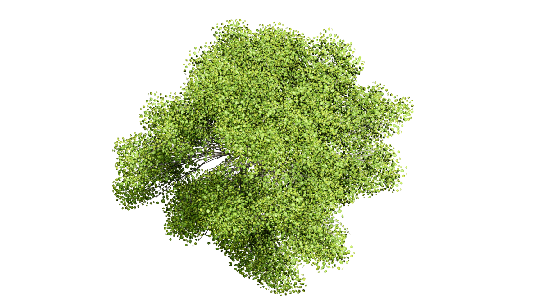 3D Top view Green Trees Isolated on PNGs transparent background , Use for visualization in architectural design or garden decorate