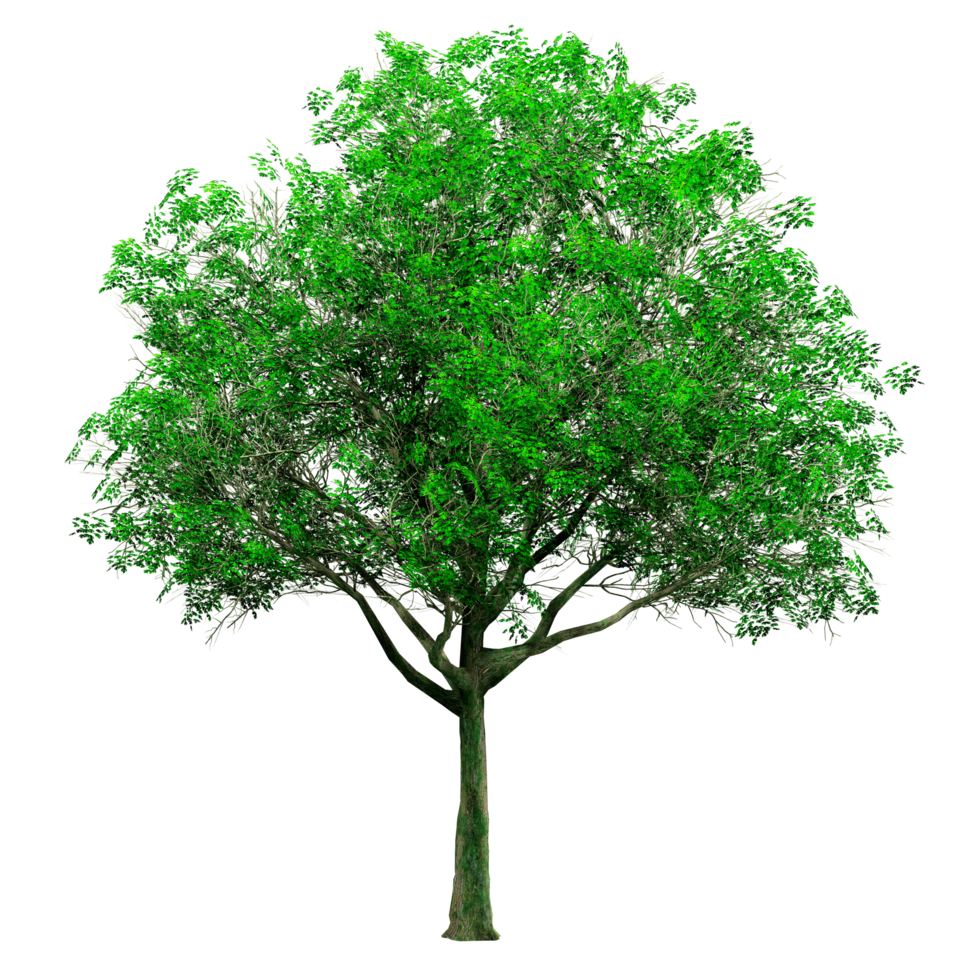 Beautiful 3D Trees Isolated on PNGs transparent background , Use for visualization in architectural design or garden decorate