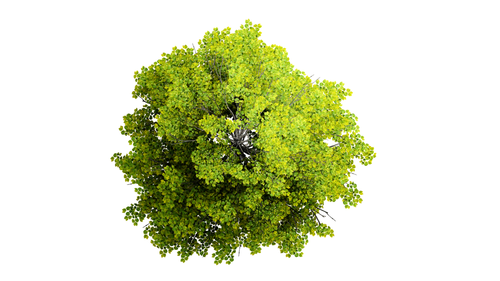 3D Top view Green Trees Isolated on PNGs transparent background , Use for visualization in architectural design or garden decorate