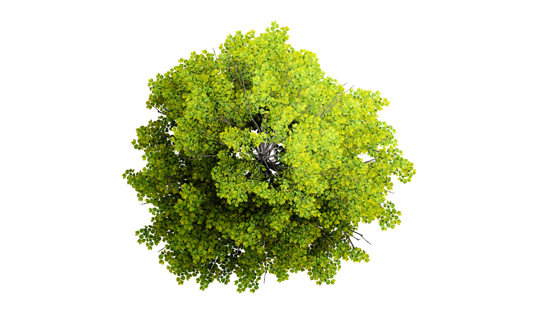 3D Top view Green Trees Isolated on PNGs transparent background , Use for visualization in