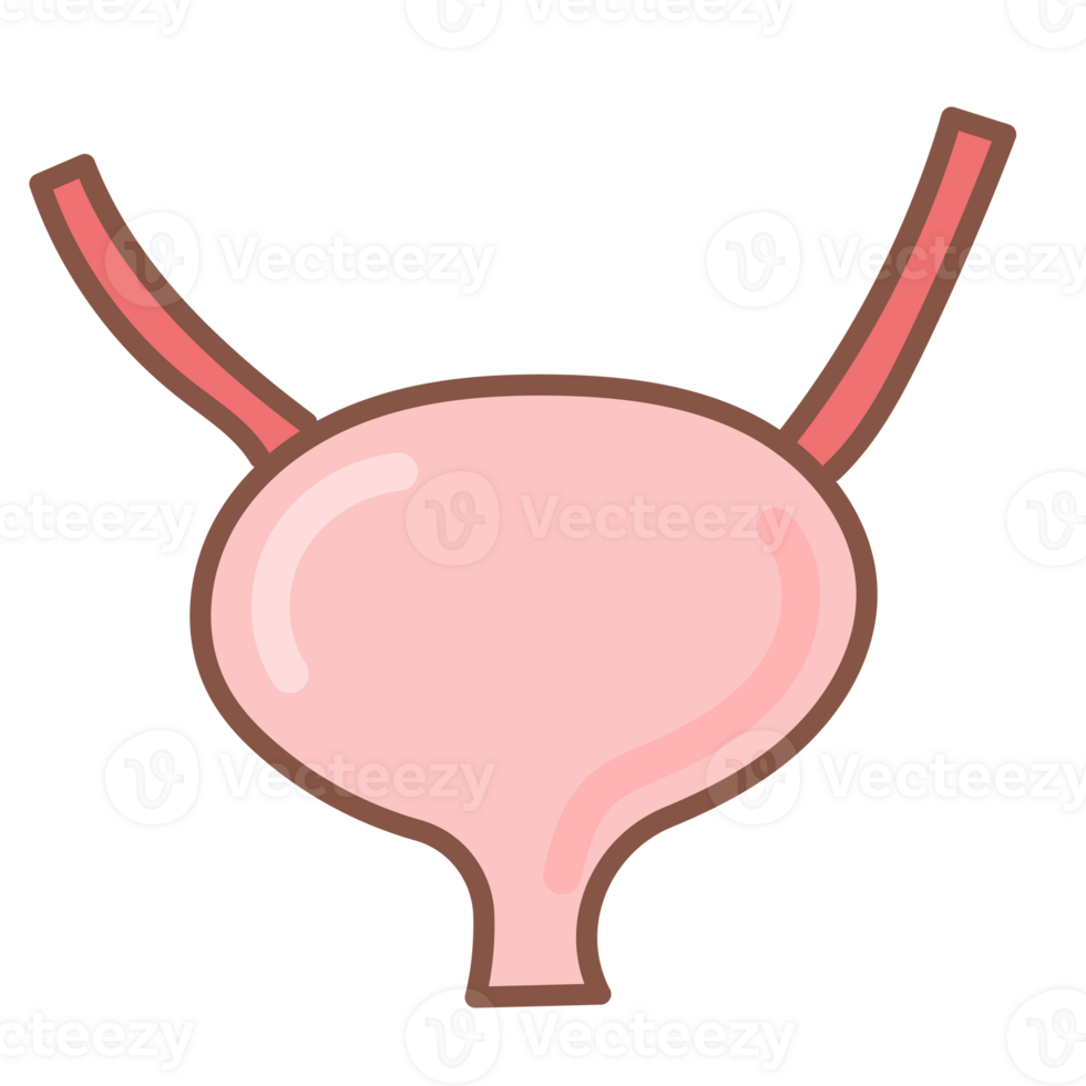 Urinary bladder doodle cartoon png
