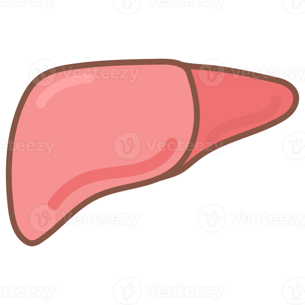 liver doodle cartoon png