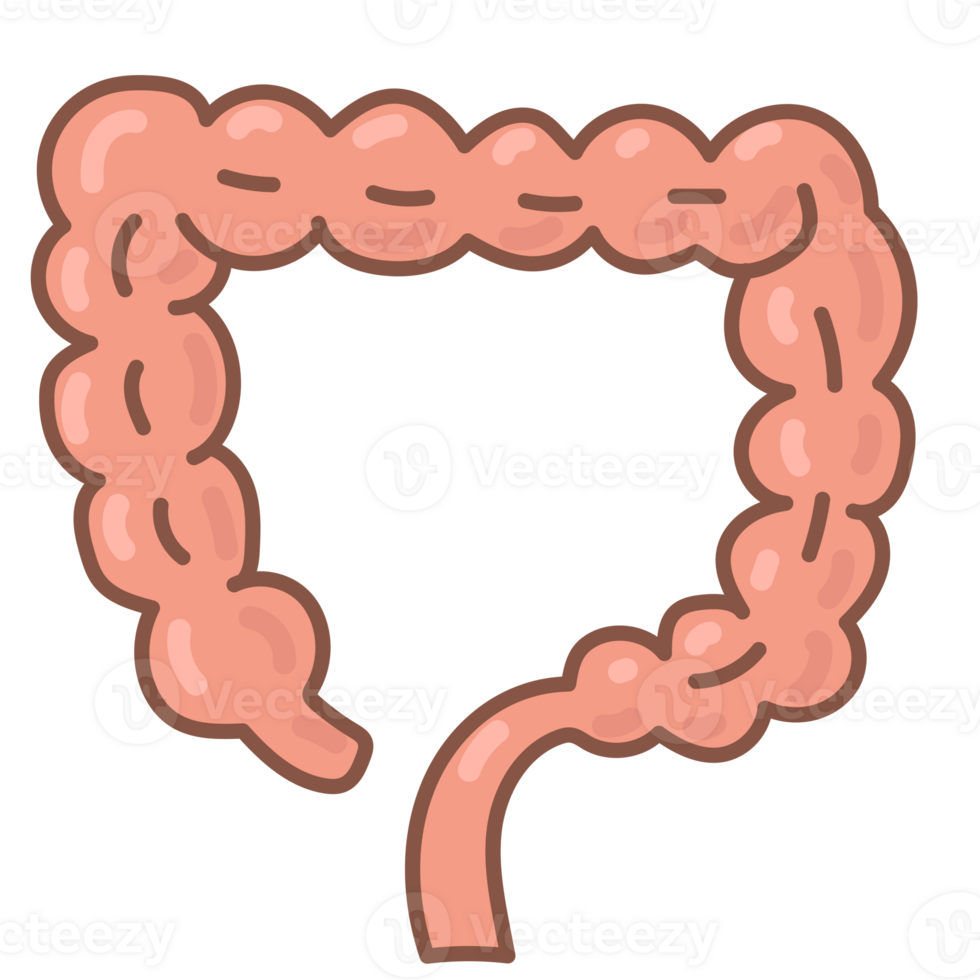 colon doodle cartoon png