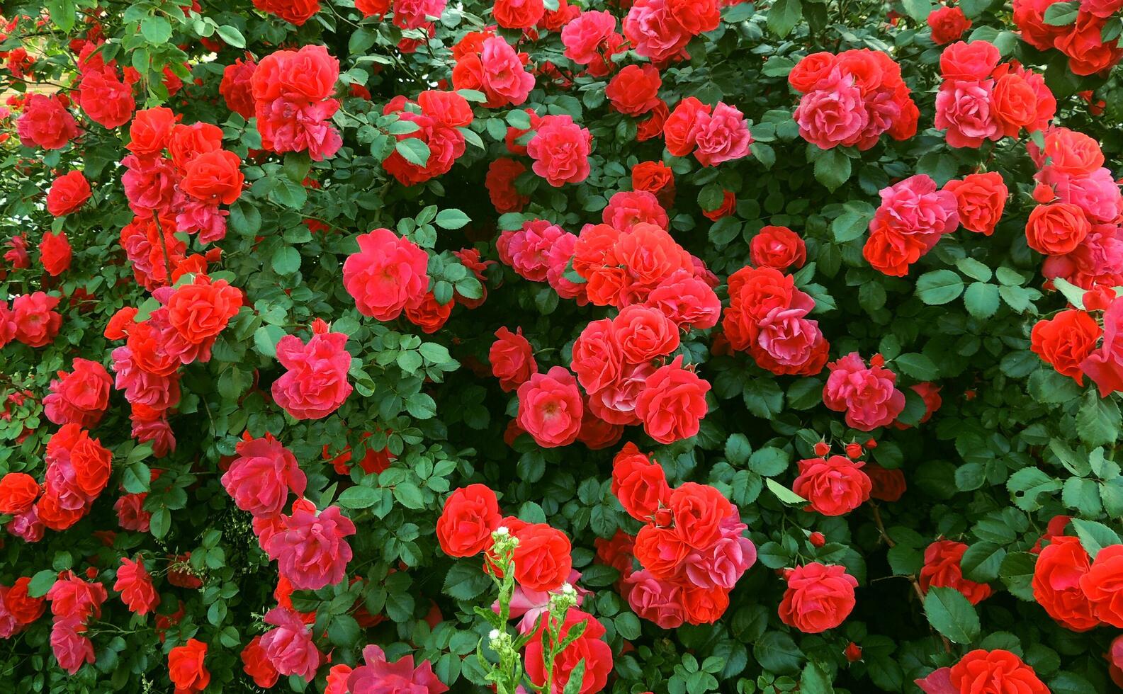 floreciente Rosa arbusto con lote de flores textura antecedentes foto