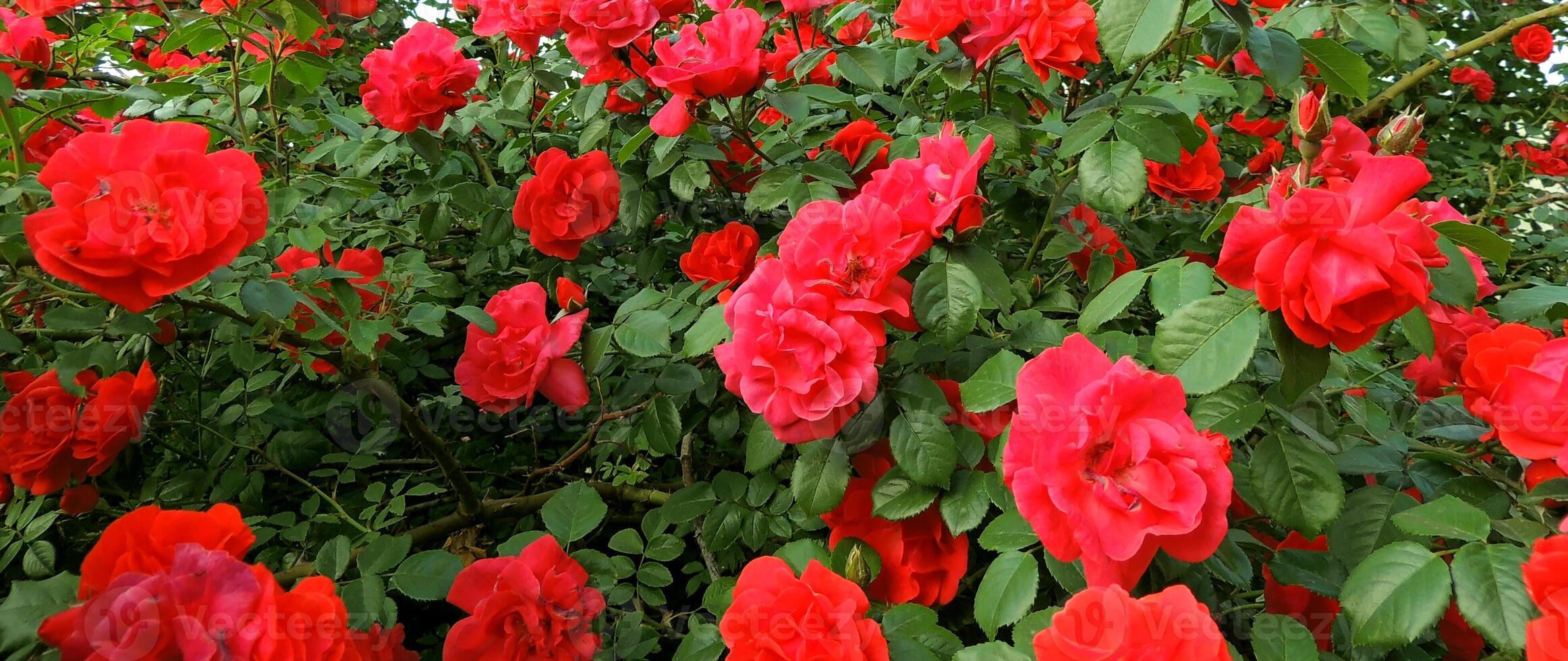 Red Flowers In Bloom On A Rose Bush Panoramic Photo