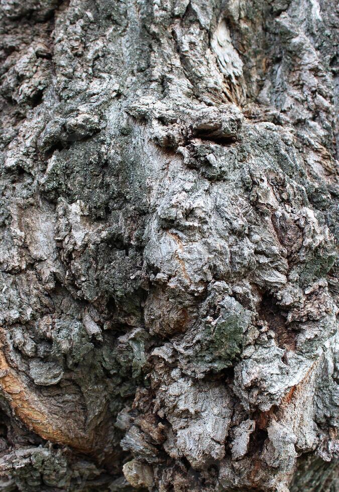 Cone-shaped growths of tree bark on the trunk of a very old tree vertical photo for backgrounds