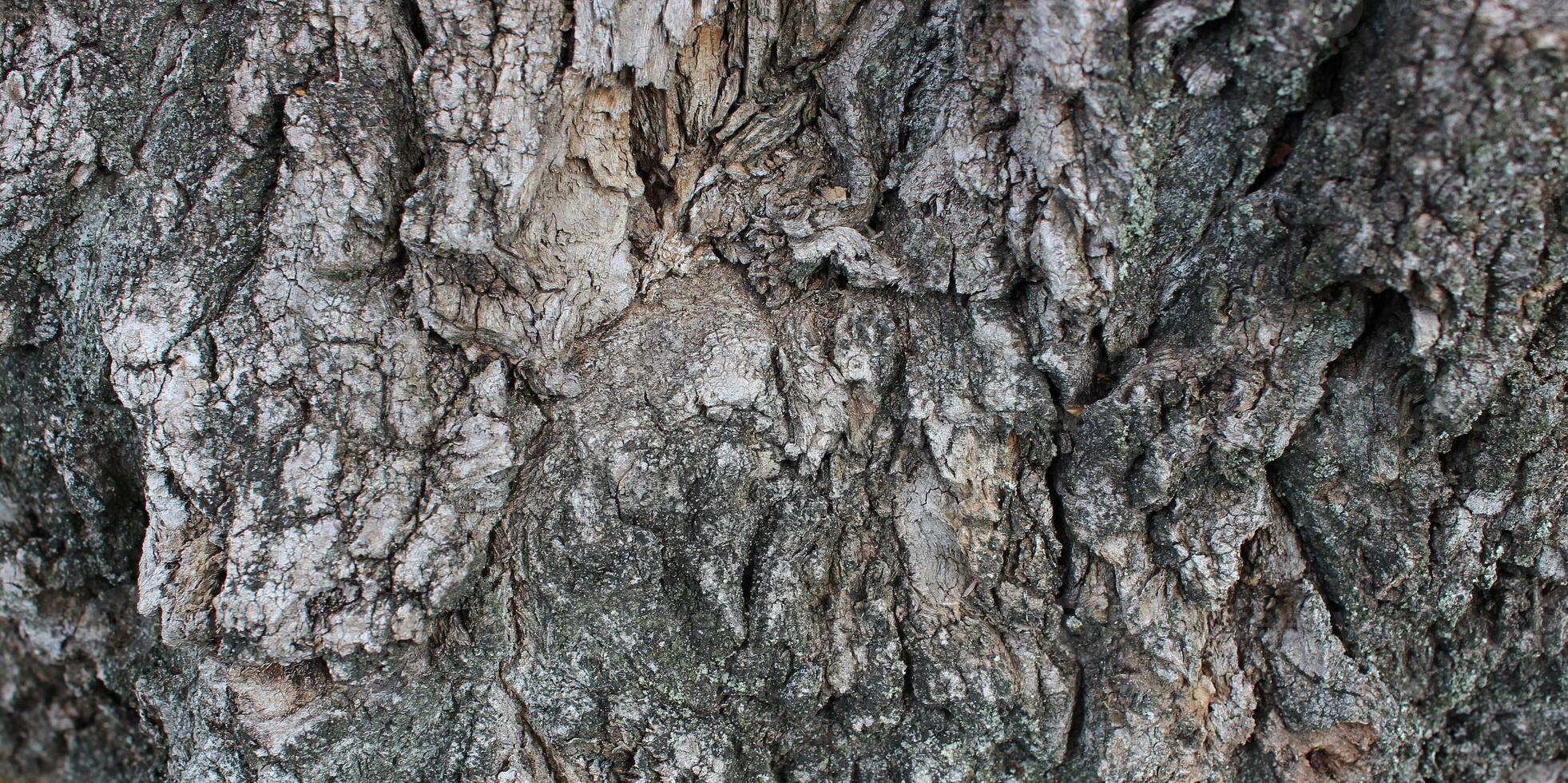 Panoramic photo of rough bark of the ancient tree texture backgrounds