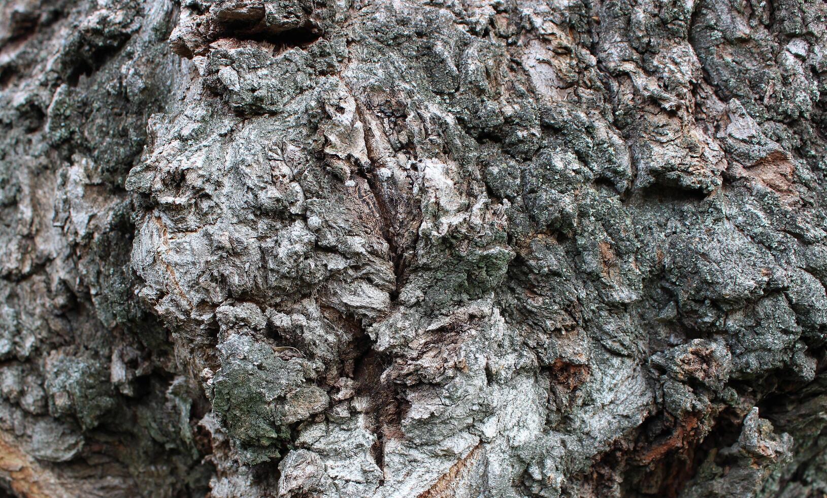 A pattern of knotty bark on the trunk of an old tree photo