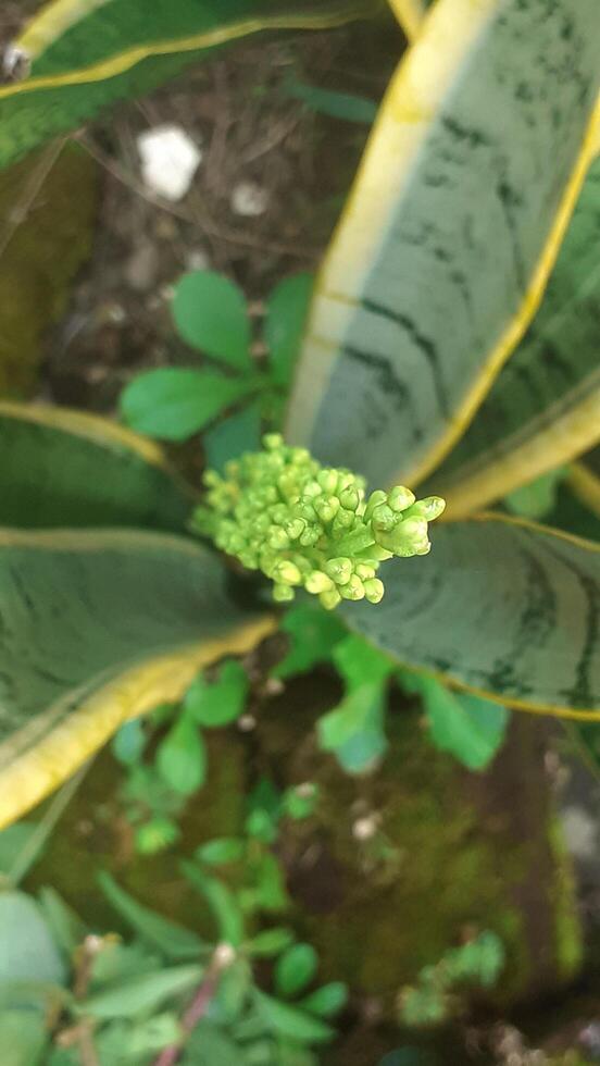 Sansevieria trifasciata or known as snake plant photo