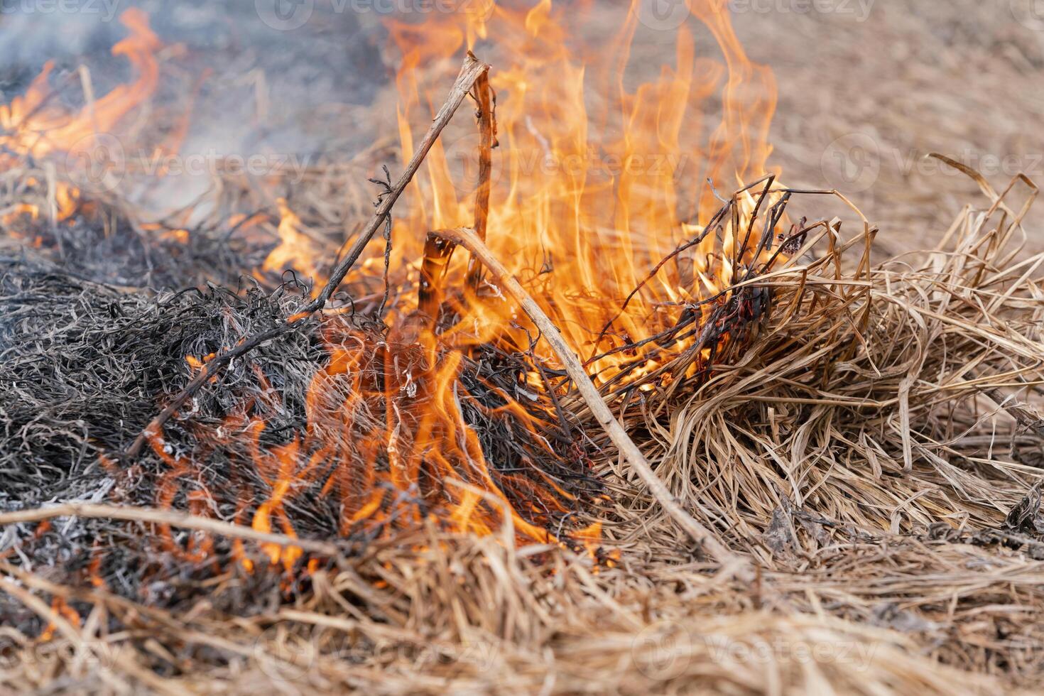 Dry grass burning in meadow at springtime. Fire and smoke destroy all wildlife photo