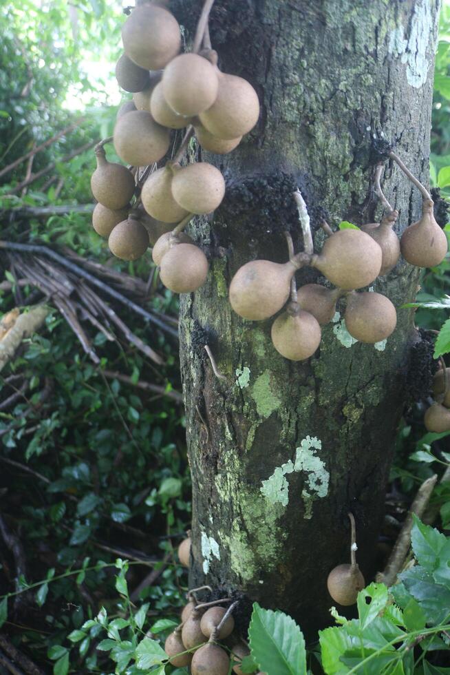 estelecocarpo burahol, además conocido como quilla o burahol, es un árbol creyó a inducir fragante transpiración y reducir el agudo olor de orina. en inglés, esta árbol es conocido como el burahem o quilla árbol foto