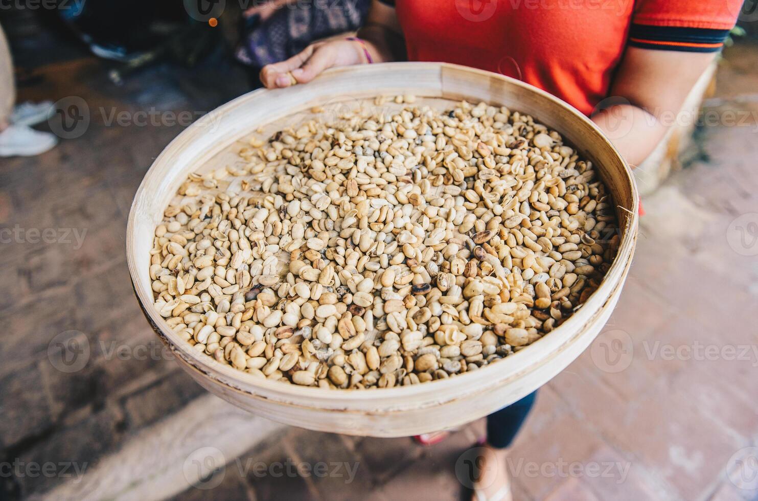 Cropped shot view of Indonesian woman holding a wooden tray of roasted coffee beans from civet cat poo. The process of Luwak coffee one of the world's expensive coffee. photo