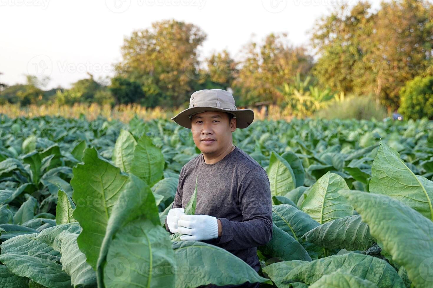 Tobacco farmers are tending the produce in their tobacco fields. Tobacco leaves contain nicotine, so they are used to make tobacco. Pungent drugs and use of cigarettes. Soft and selective focus. photo