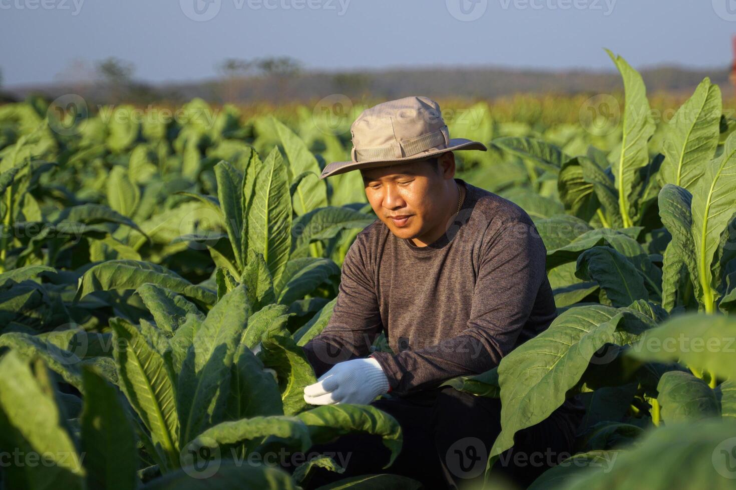 Tobacco farmers are tending the produce in their tobacco fields. Tobacco leaves contain nicotine, so they are used to make tobacco. Pungent drugs and use of cigarettes. Soft and selective focus. photo