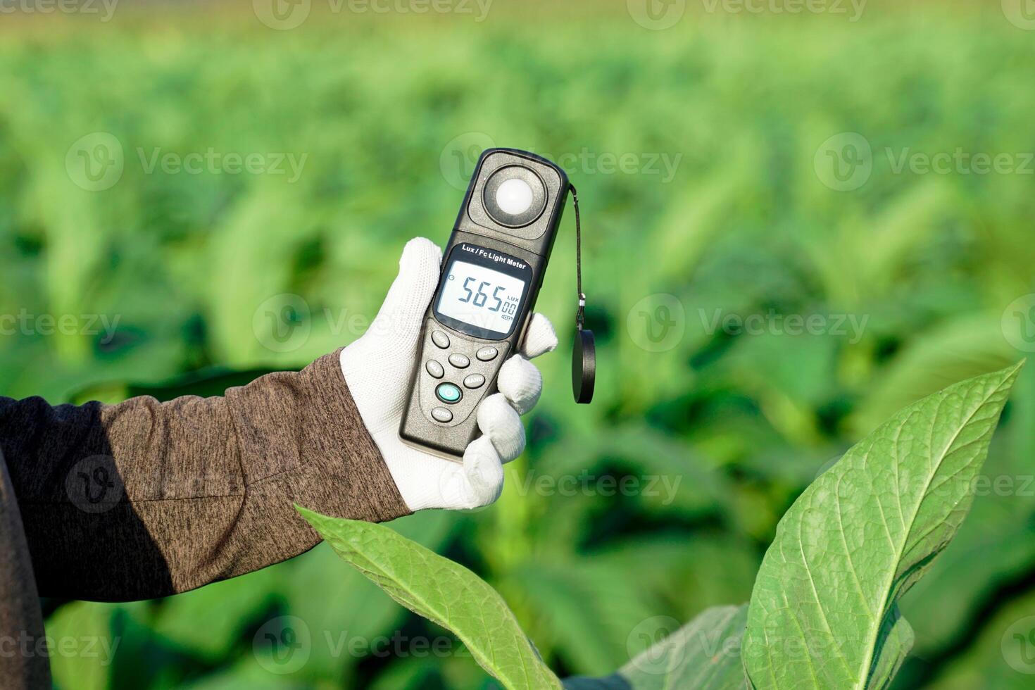 Light meter, Lux Light Meter hold in hand to measure the brightness of tobacco plants in the field. soft and selective focus. photo
