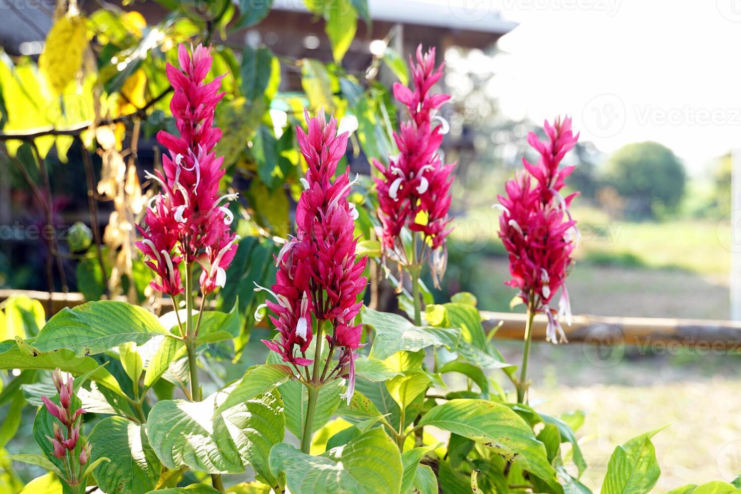 Brazilian Red Cloak is a medium-sized shrub with flowers in clusters at the tip, 20 - 22 centimeters tall. Each cluster has red bracts, white flowers, and petals connected together into a long tube. photo