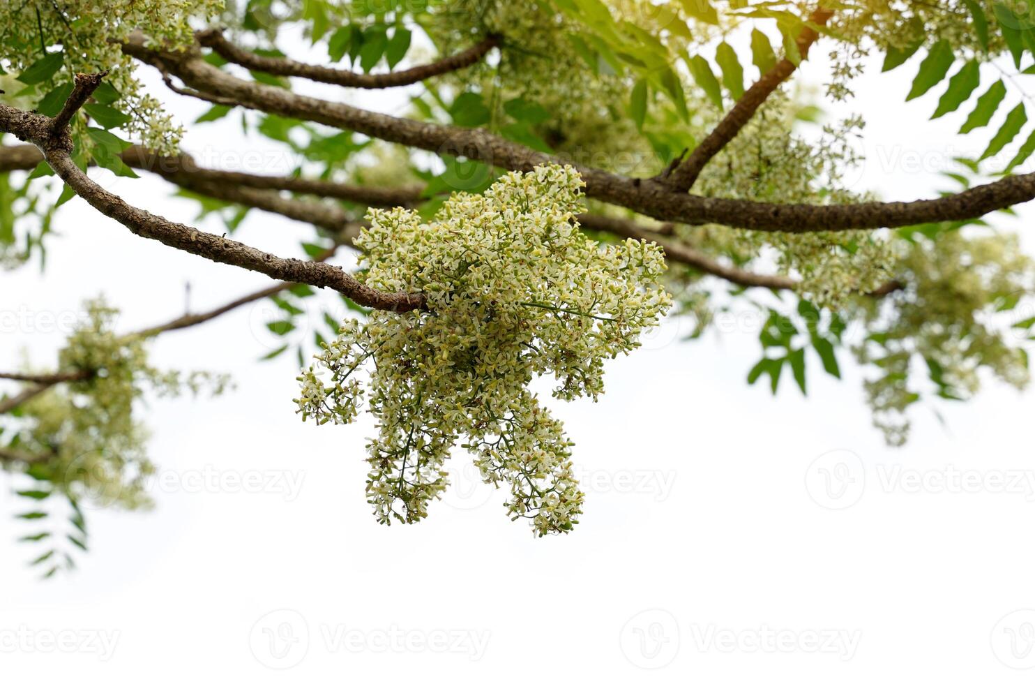 Siamese neem tree has feathery compound leaves. The leaves are smooth, shiny green. The flowers appear in clusters at the ends of the branches while the young leaves are soft white. photo