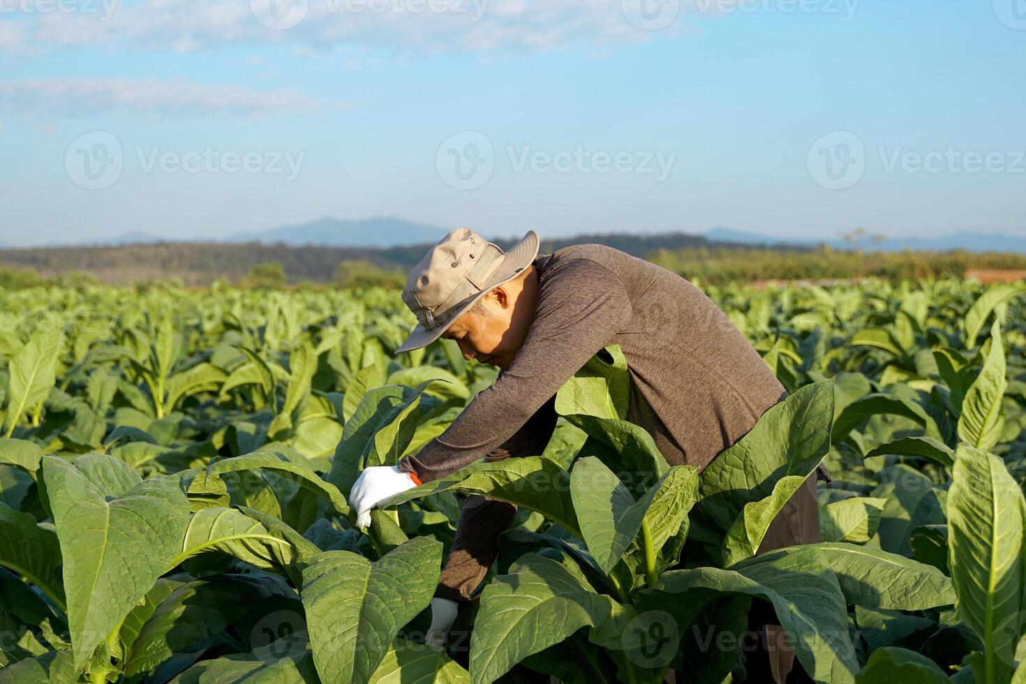 Tobacco farmers are tending the produce in their tobacco fields. Tobacco leaves contain nicotine, so they are used to make tobacco. Pungent drugs and use of cigarettes. Soft and selective focus. photo